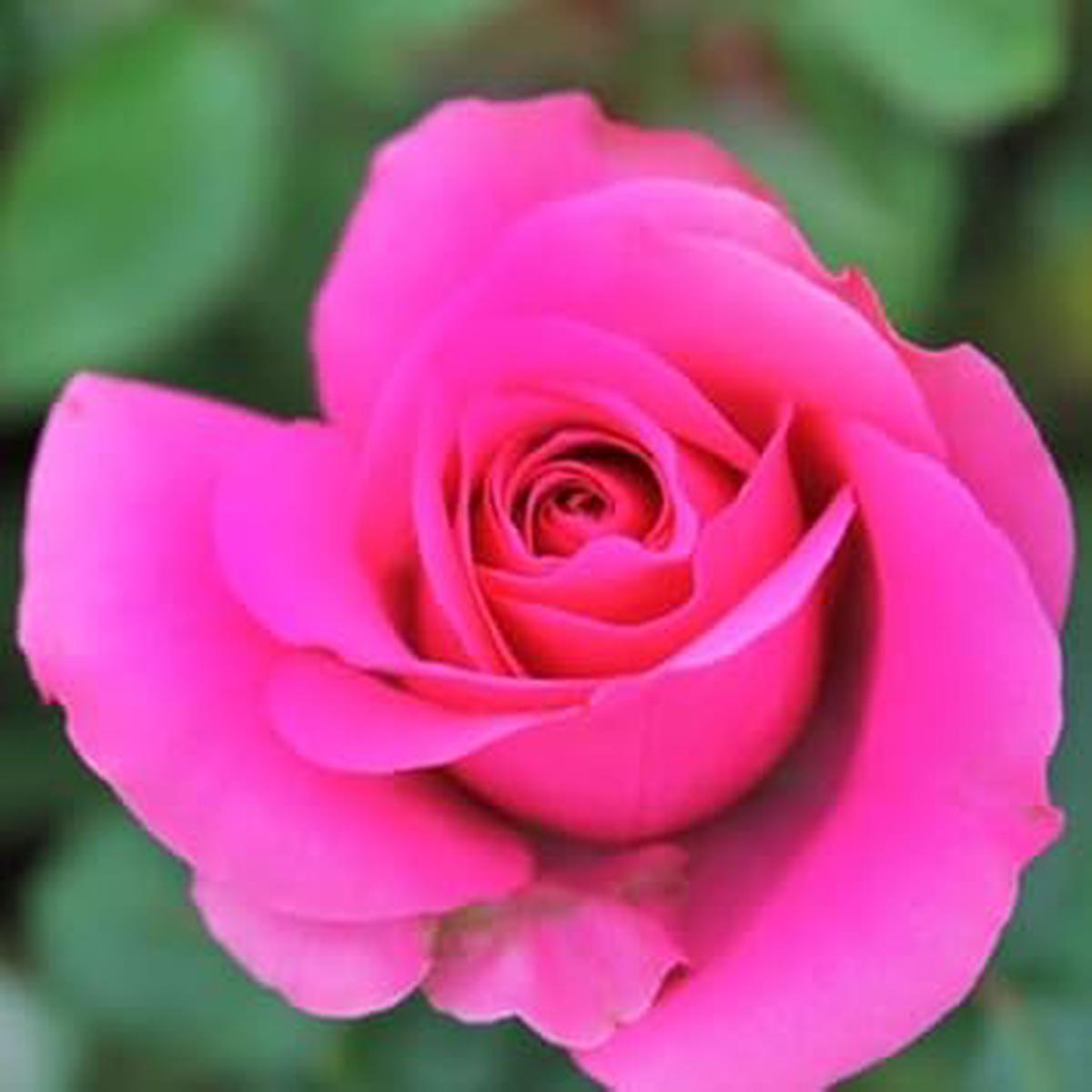 Pink Dragon Rose Flower Seeds for Planting | Heirloom Non-GMO Organic Garden Seeds, High Germination