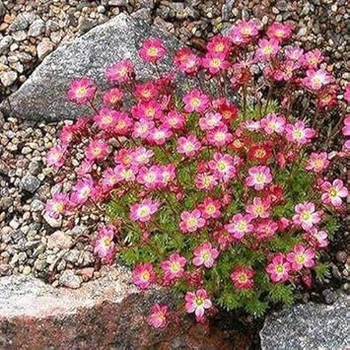 Pink Saxifraga Flower Seeds for Planting | Heirloom Non-GMO High Germination Organic Garden Seeds