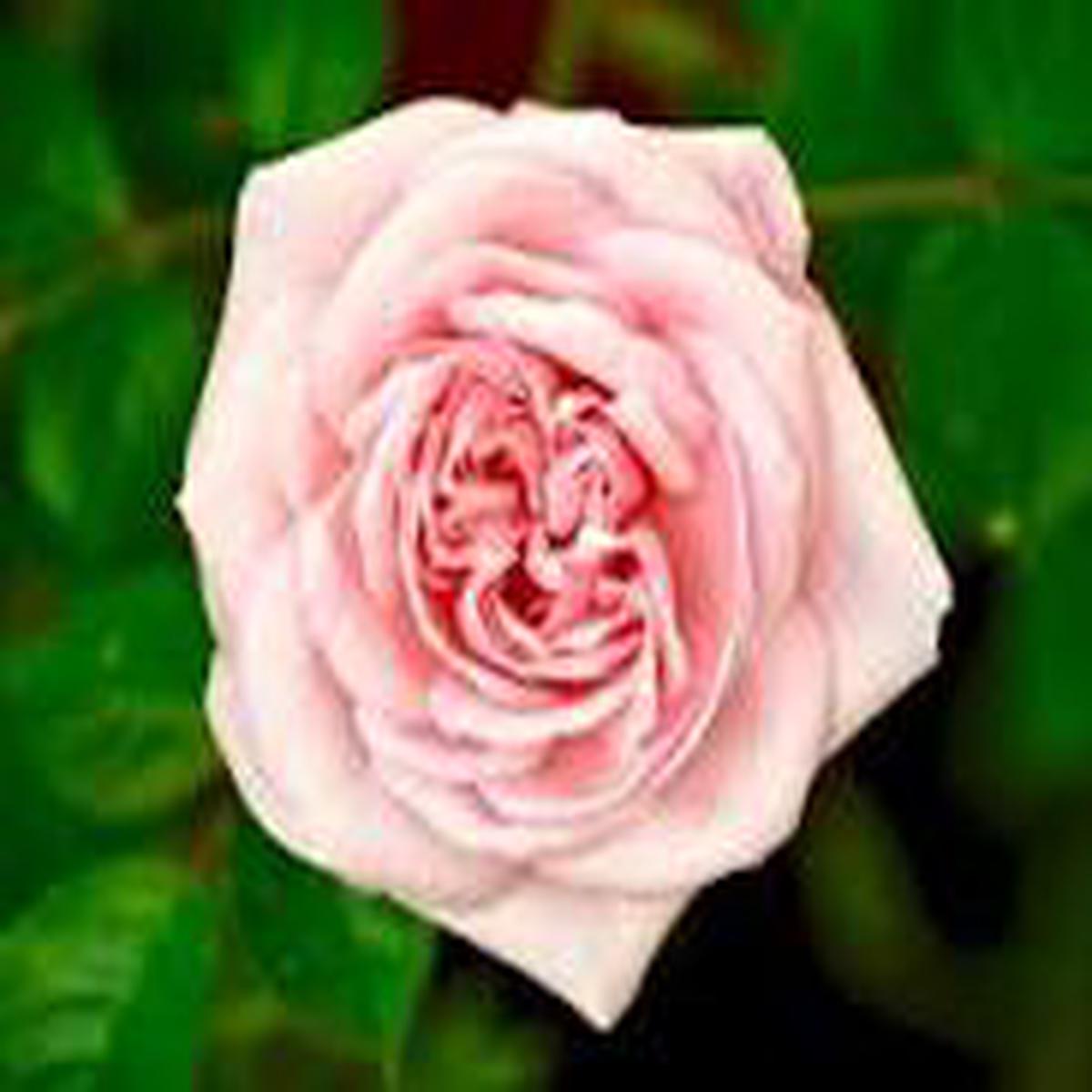 Pink Wales Rose Flower Seeds for Planting Premium Quality, Heirloom, Non-GMO & Organic Garden Seeds