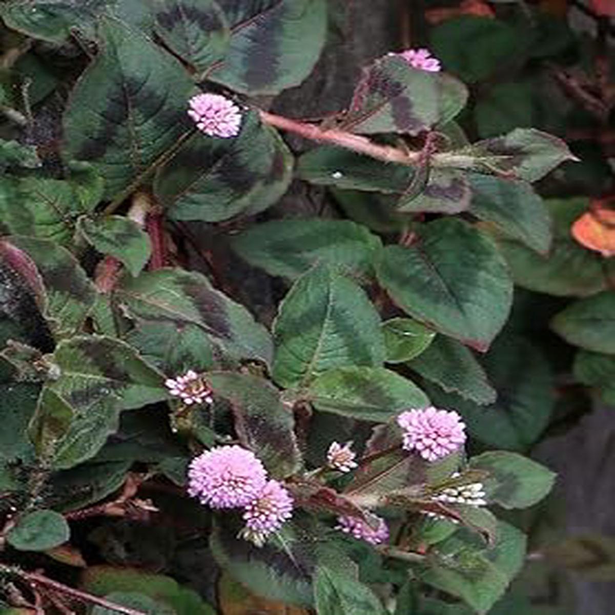 Polygonum Capitatum Flower Seeds for Planting Heirloom, Non-GMO, High Germination Organic Garden Seeds