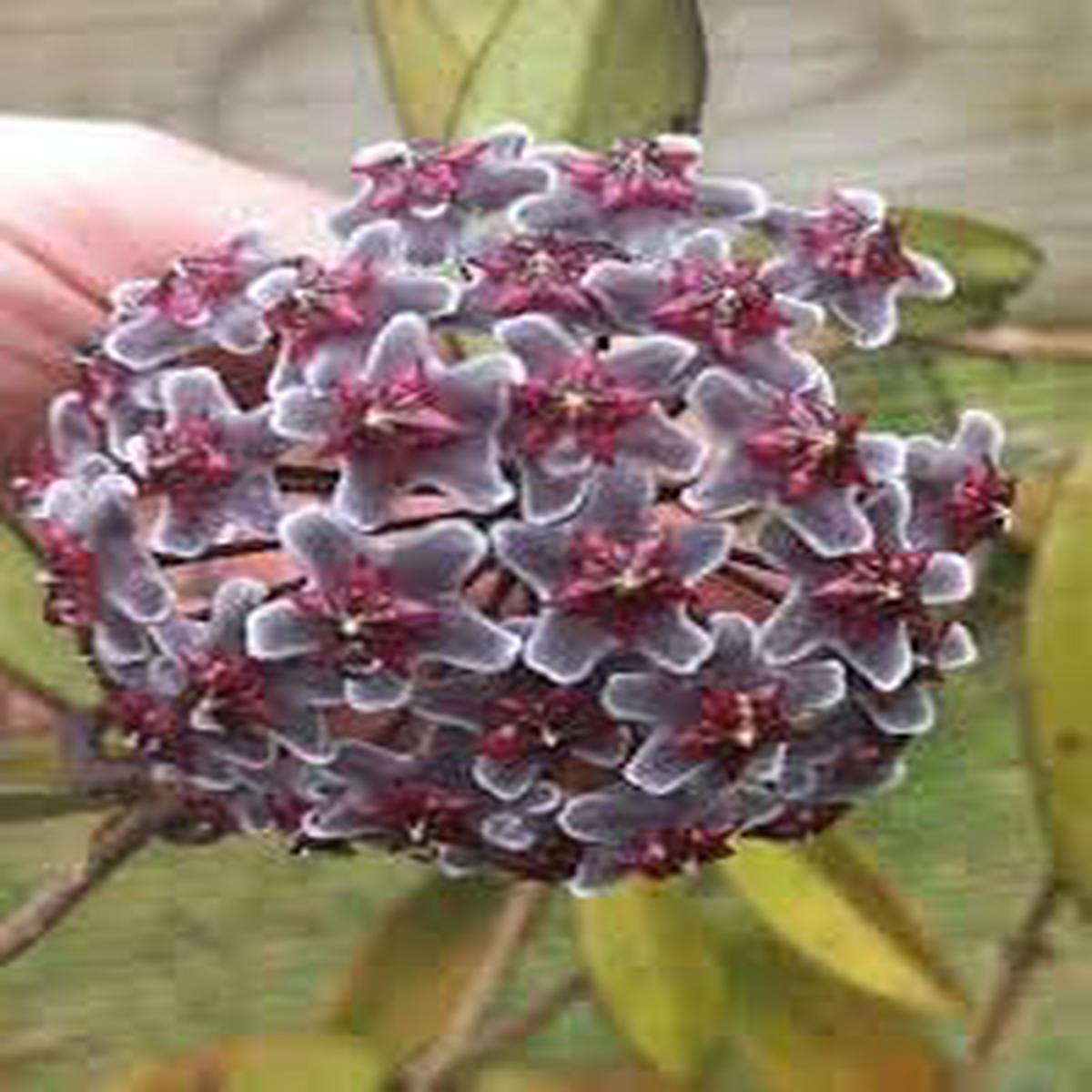 Purple Hoya Flower seeds for Planting All Season Planting Heirloom & GMO Free Seeds For Home Garden Sale