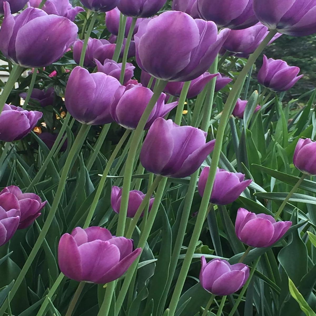 Purple Tulip Flower Seeds for Garden Heirloom, Non-GMO, High Germination, Garden Favorite Seeds for Planting