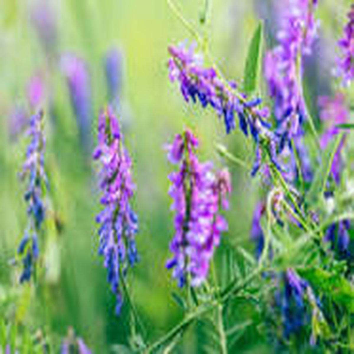 Purple Vetch Flower Seeds for Planting Bright Blooms, Heirloom, Non-GMO & Organic Garden Seeds