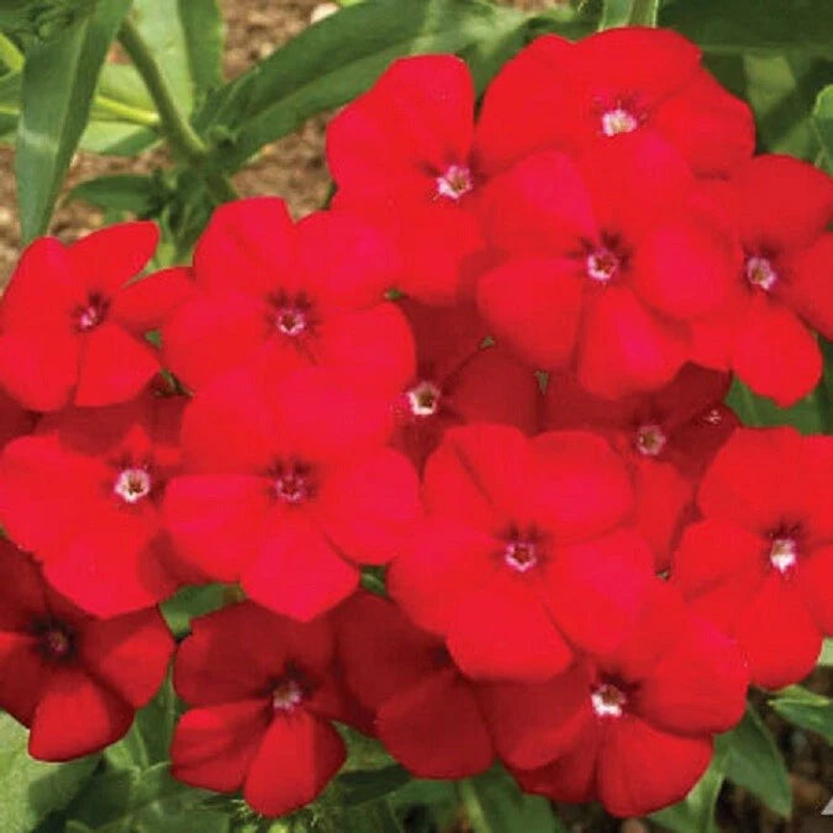 RED PHLOX Annual Rock Gardens Flower Pure Seed Fresh Seeds  Heirloom, Non-GMO, High Germination Organic Garden Seeds