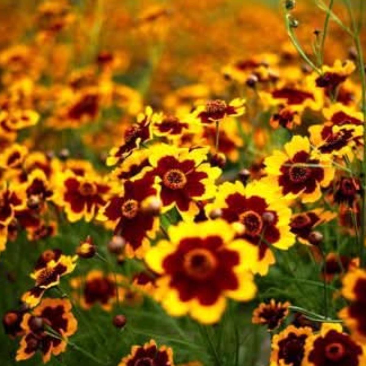 Sanvitalia Procumbens Flowering Seeds for Planting  Ground Cover with Bright Yellow Blooms