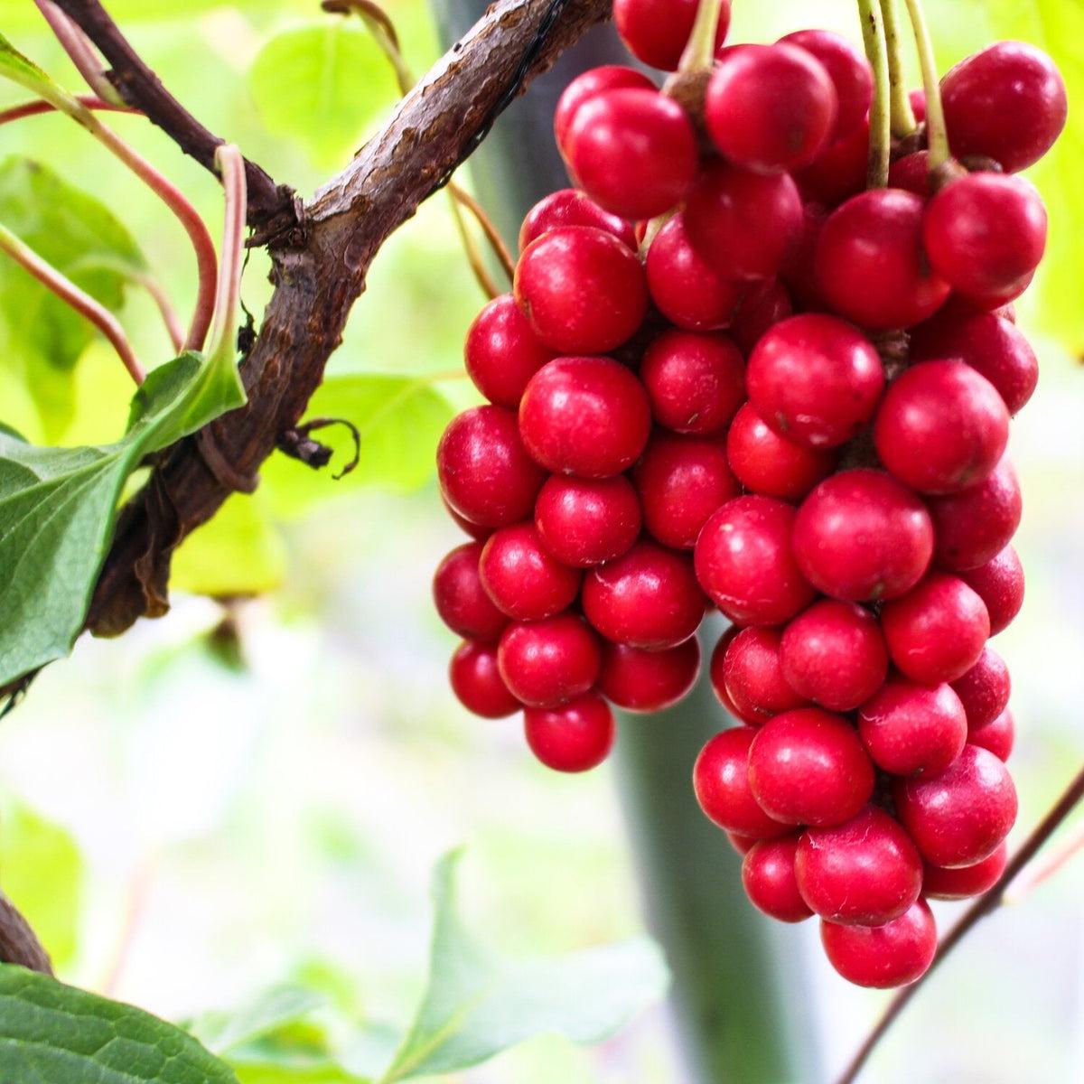Schisandra Flower seeds for Planting Drought Tolerant Heirloom & GMO Free Seeds for Home Garden Sale