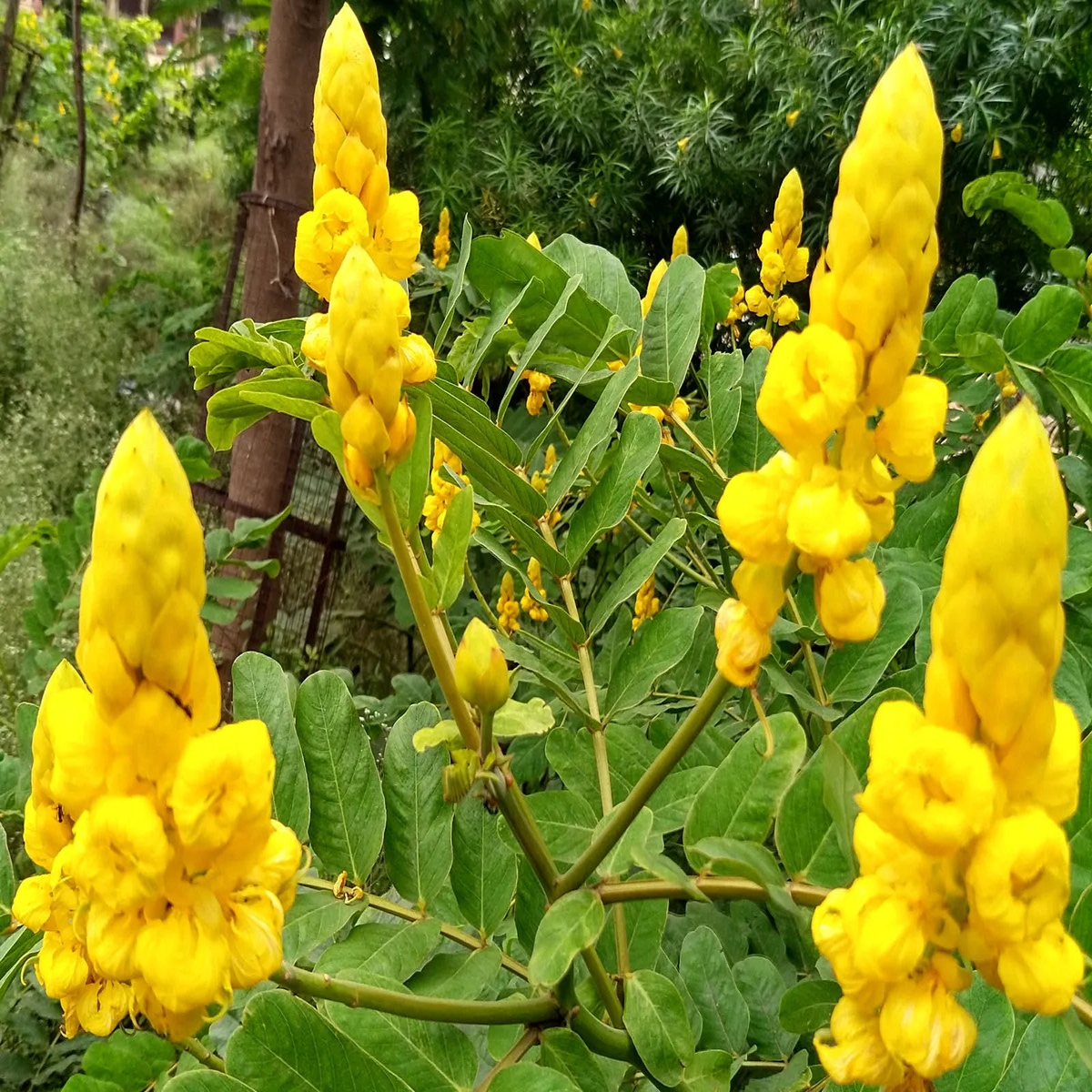 Senna Alata Flower Seeds  Heirloom, Non-GMO, Low Maintenance