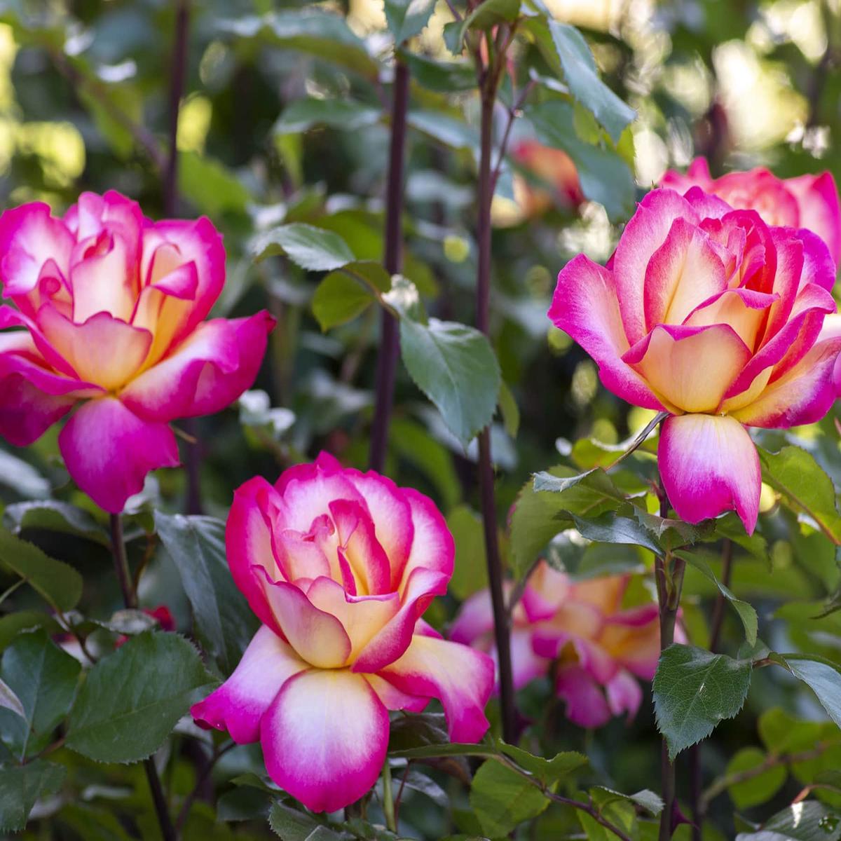 Sorbet Roses Floribunda Flower Seeds for Planting  Heirloom, Non-GMO, Pollinator Friendly Garden Seeds