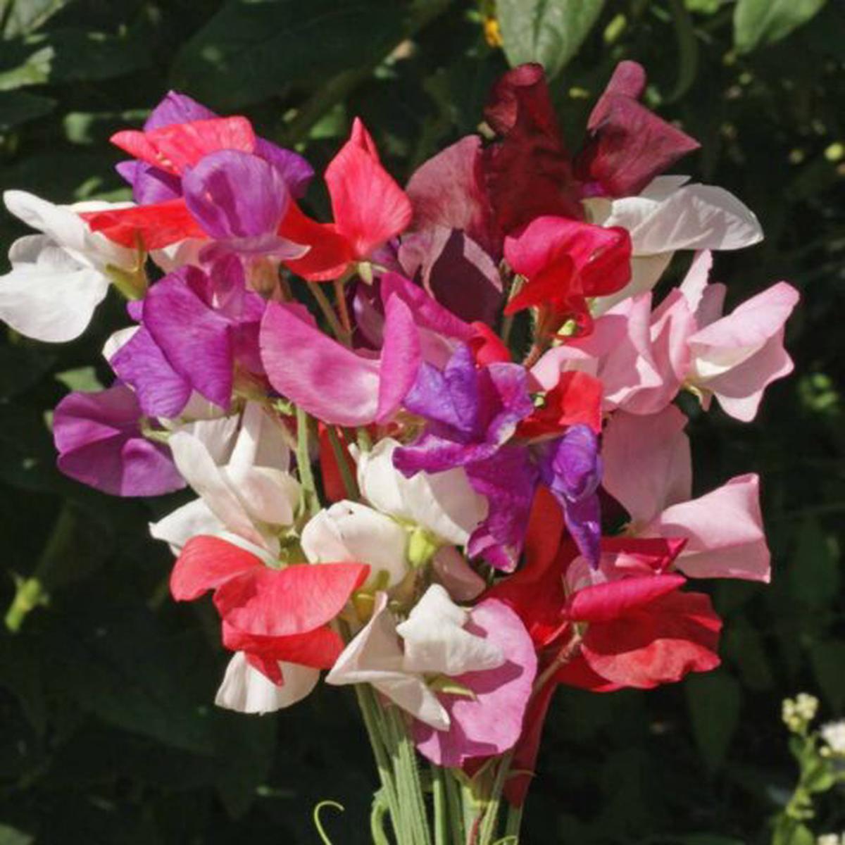 Sweet Pea , Open Pollinated  Heirloom, Non-GMO, High Germination Organic Garden Seeds