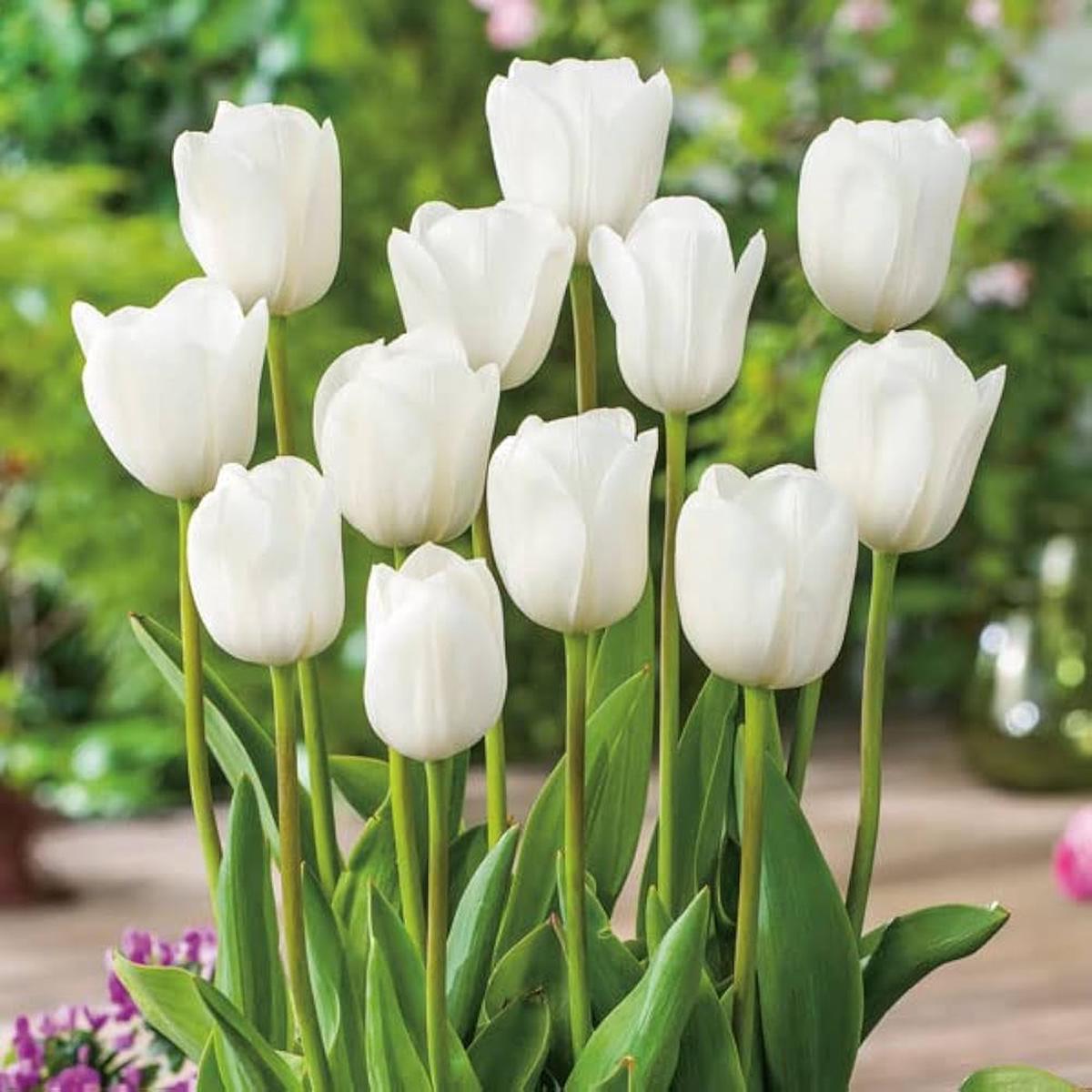 Tulip Petals Flower Seeds for Planting  Compact Heirloom, Non-GMO, High Germination Garden Seeds