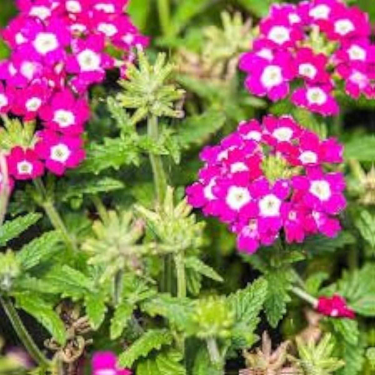 Verbena Hybrida Verbena spp. Seeds for Planting – Perfect for Flower Bed & Cottage Garden