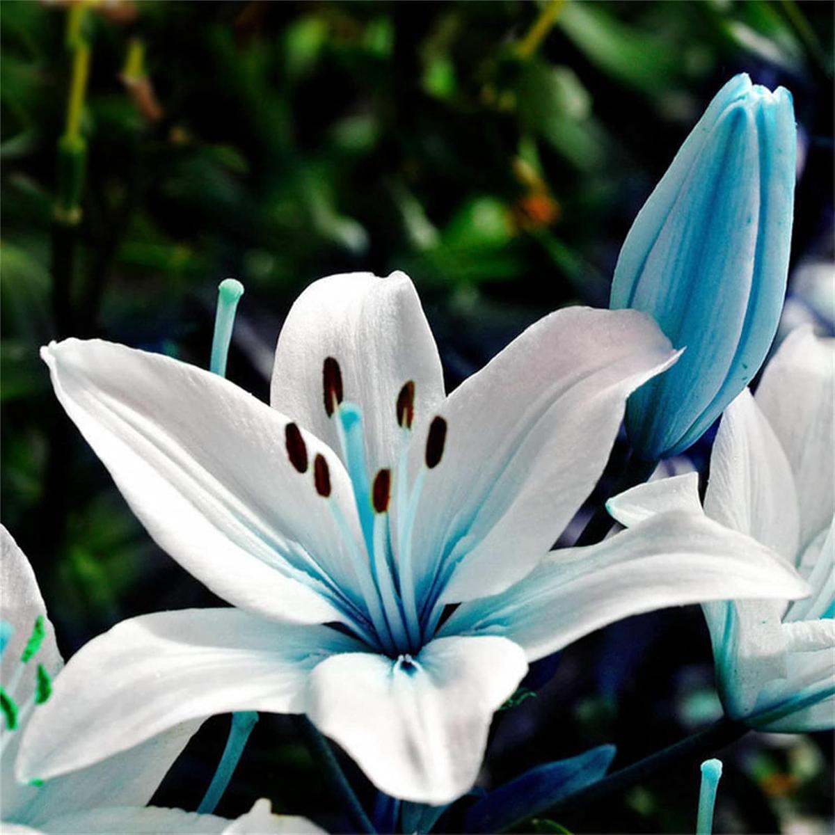 White Blue Lilium Flower Seeds for Planting Heirloom Non-GMO | High Germination Organic Garden Seeds