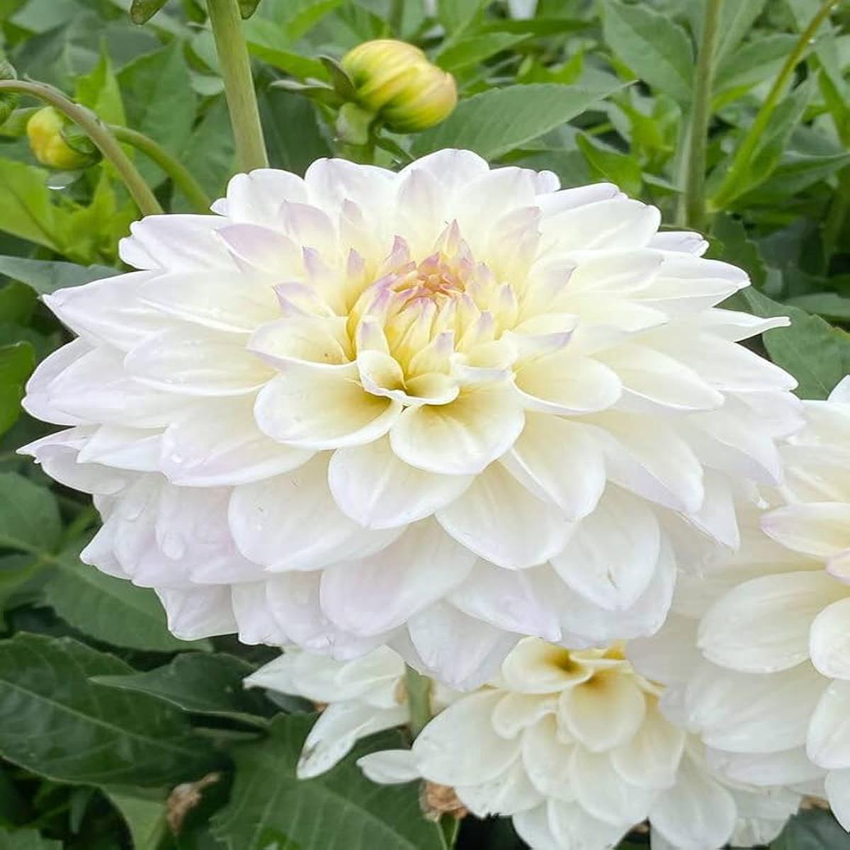 White Dahlia Flower Seeds for Planting  Heirloom, Non-GMO Wildflower Mix with High Germination
