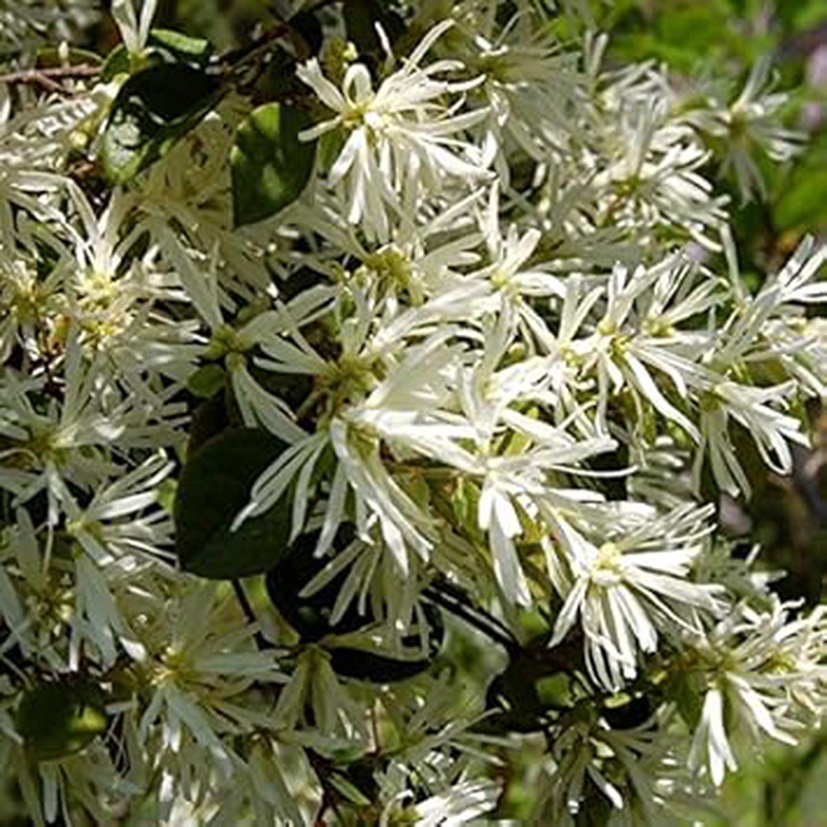 White Loropetalum Flower seeds for Planting – Low Maintenance, Heirloom & GMO Free Seeds for Home Garden