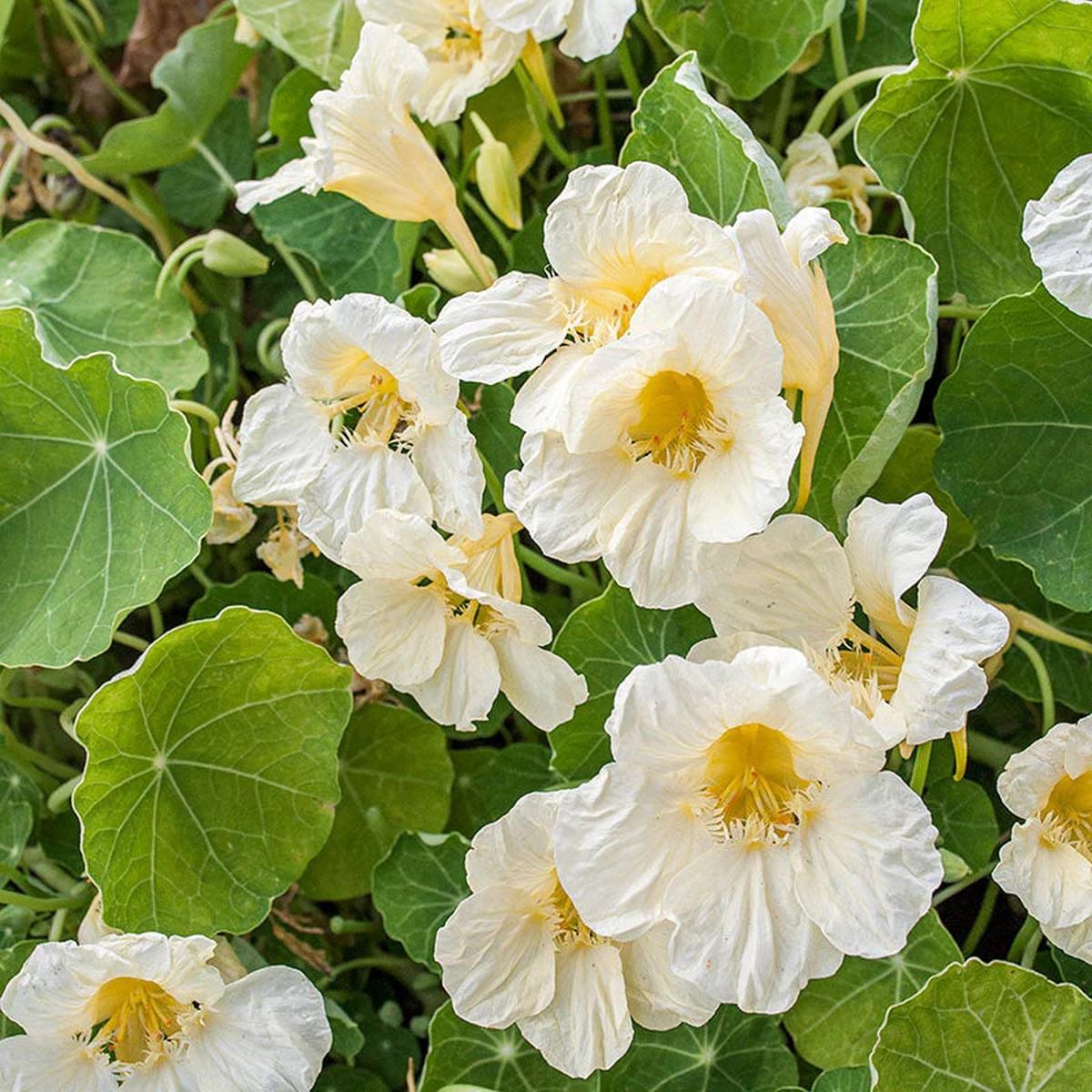 White Nasturtium Flower Seeds  Perfect Borders, Heirloom & Non-GMO Seeds for Home Garden