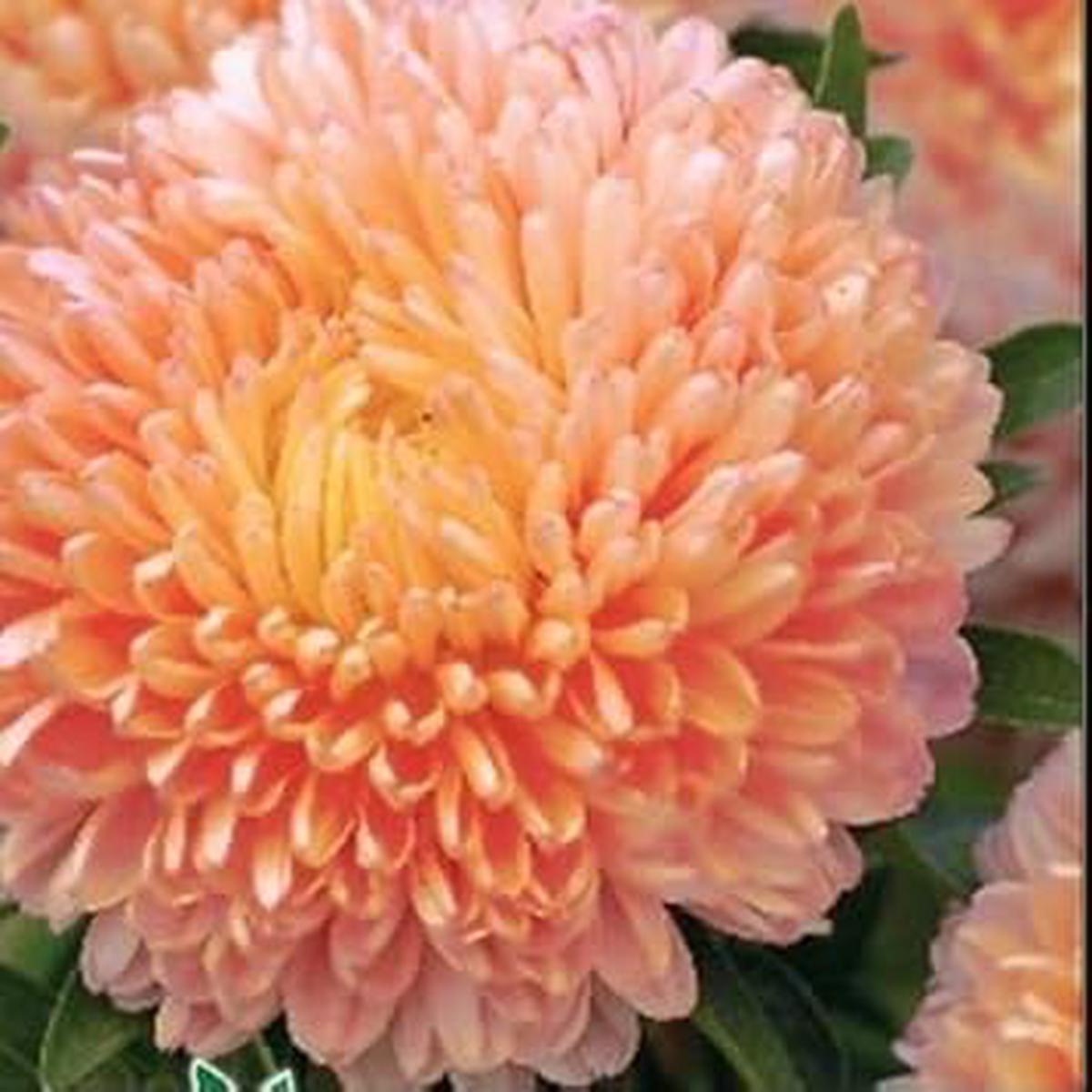 White Orange Aster Flower Seeds for Planting Heirloom Non-GMO High Germination Organic Garden Seeds