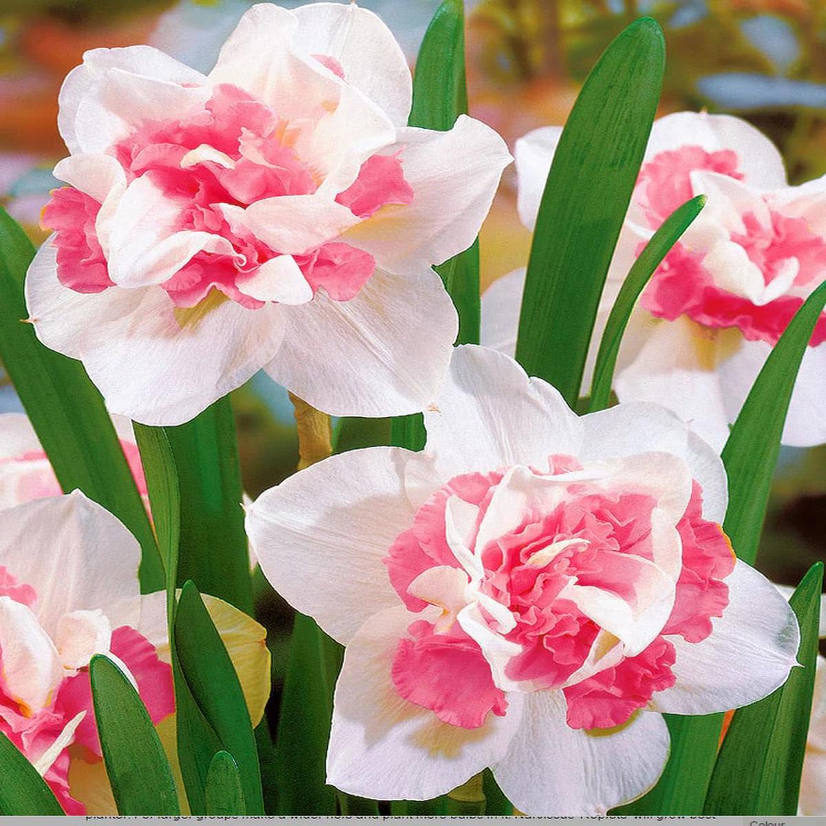 White Pink Narcissus Flower Seeds for Planting  Heirloom, Non-GMO, High Germination Seeds