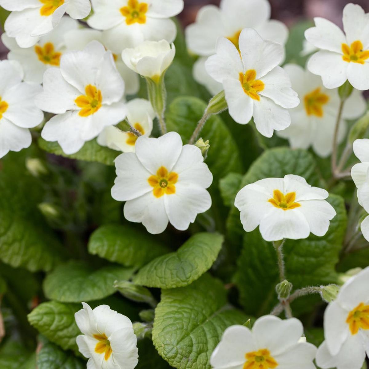 White Primrose Flower seeds for Planting – Vibrant Colors, Heirloom & GMO Free Seeds for Home Garden