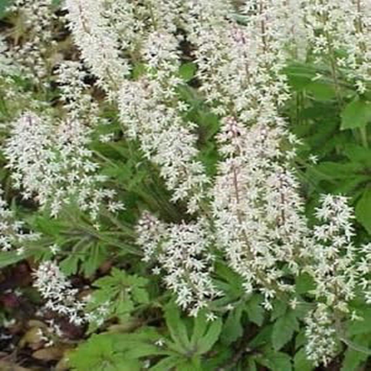 White Tiarella Foam Flower Planting Seeds for Garden  Non-GMO, Heirloom, High Germination Seeds