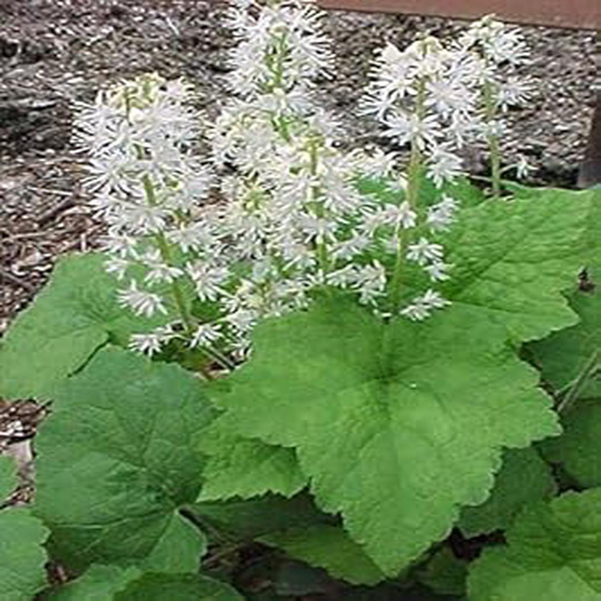 White Tiarella Wherryi Flower Seeds for Planting  Low Maintenance Heirloom Non-GMO Seeds