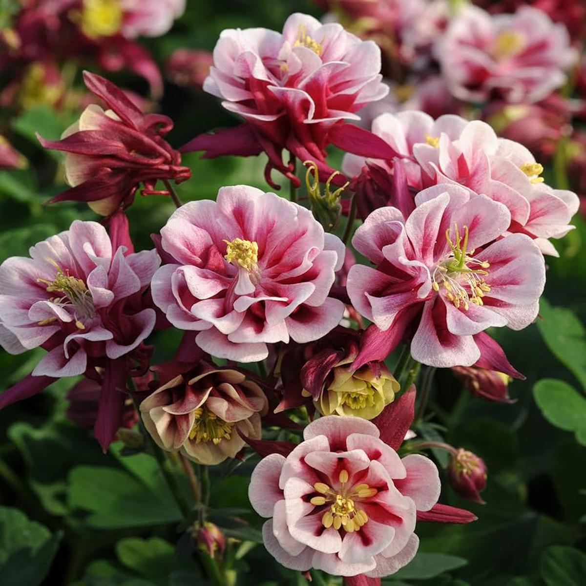 Winky Double Columbine Aquilegia vulgaris Seeds for Planting – Ideal for Flower Bed & Home Garden