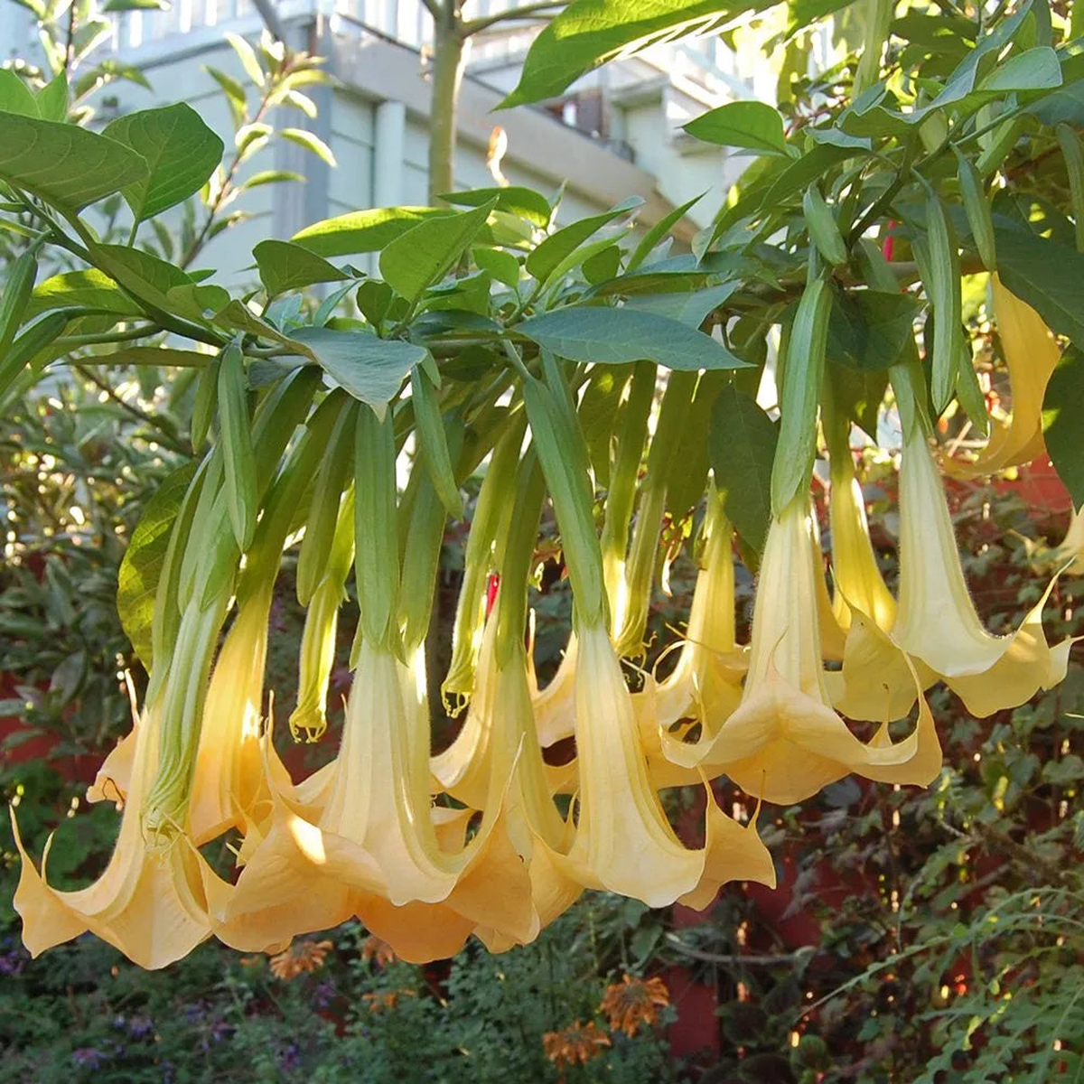 Yellow Dhatura Flower Seeds for Planting  Pollinator-Friendly Heirloom, Non-GMO, High Germination Garden Seeds