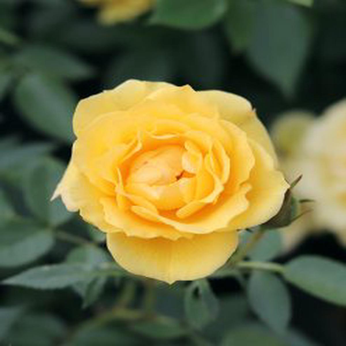 Yellow Mix Ruby Rose Flower Seeds for Planting  Non-GMO Heirloom Wildflower Garden Seeds