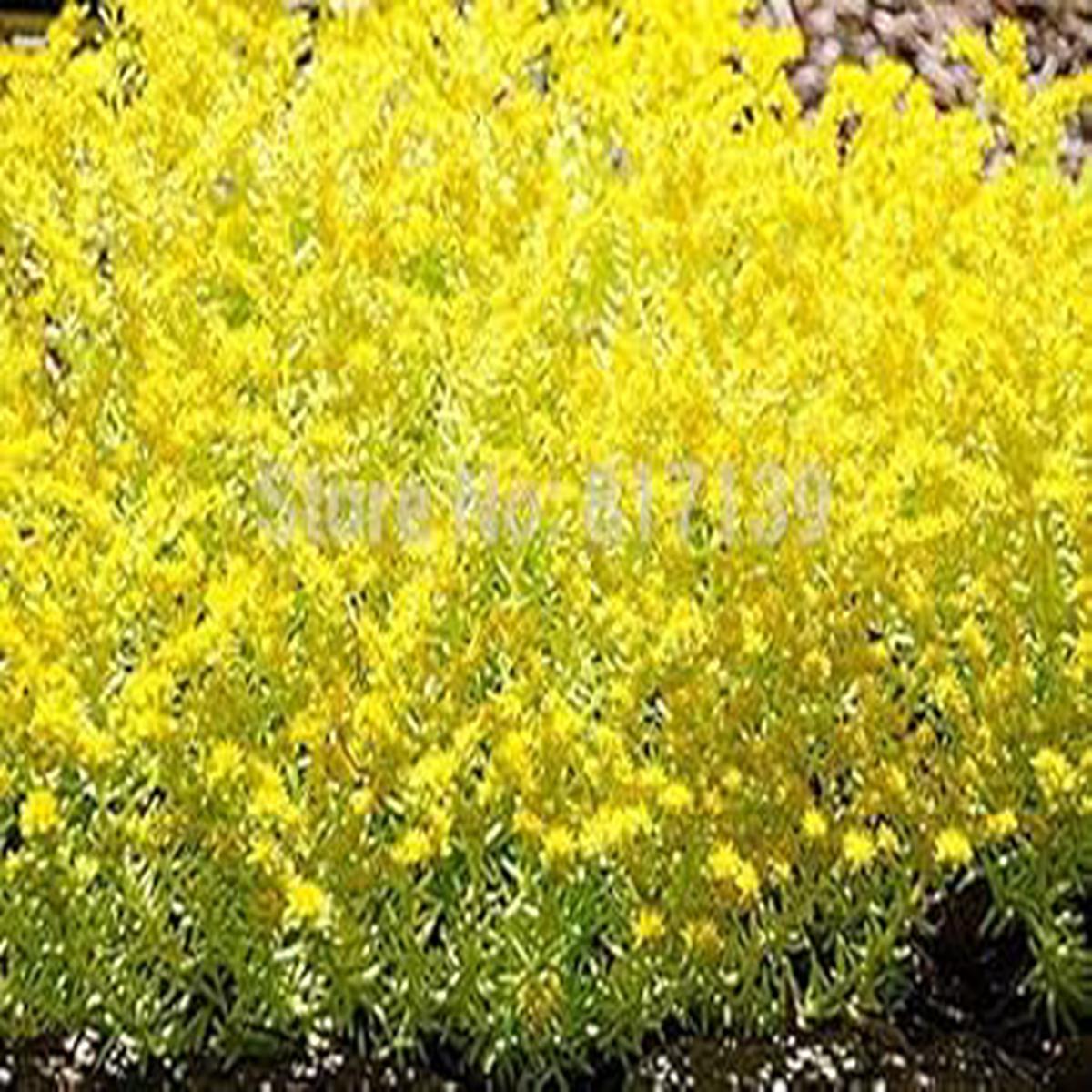 Yellow Sedum Flower Seeds for Planting  Heirloom, Non-GMO, High Germination Organic Garden Seeds
