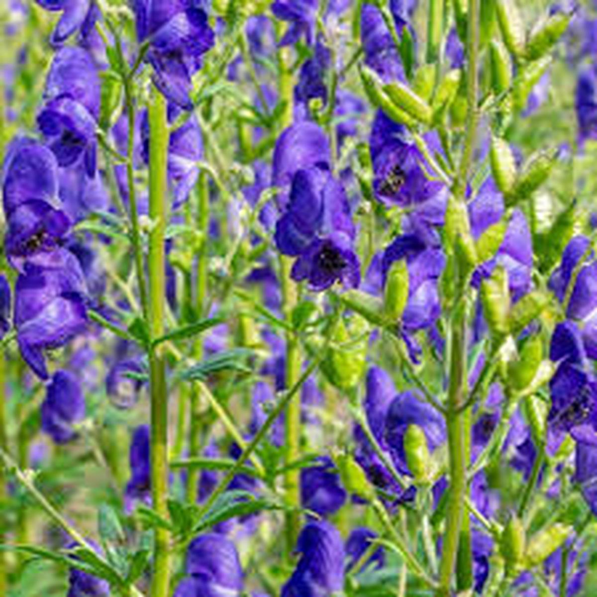 Aconitum Flower seeds for Planting Perfect for Borders, Heirloom & GMO Free Seeds for Home Garden, High Germination