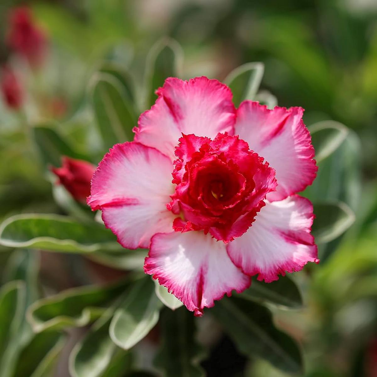 Adenium Desert Flower seeds for Planting – Easy to Grow, Heirloom & GMO Free Seeds for Home Garden