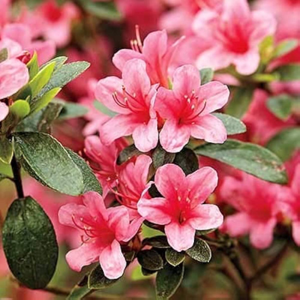 Azalea Flower Seeds ( , Beautiful Garden Flowers)