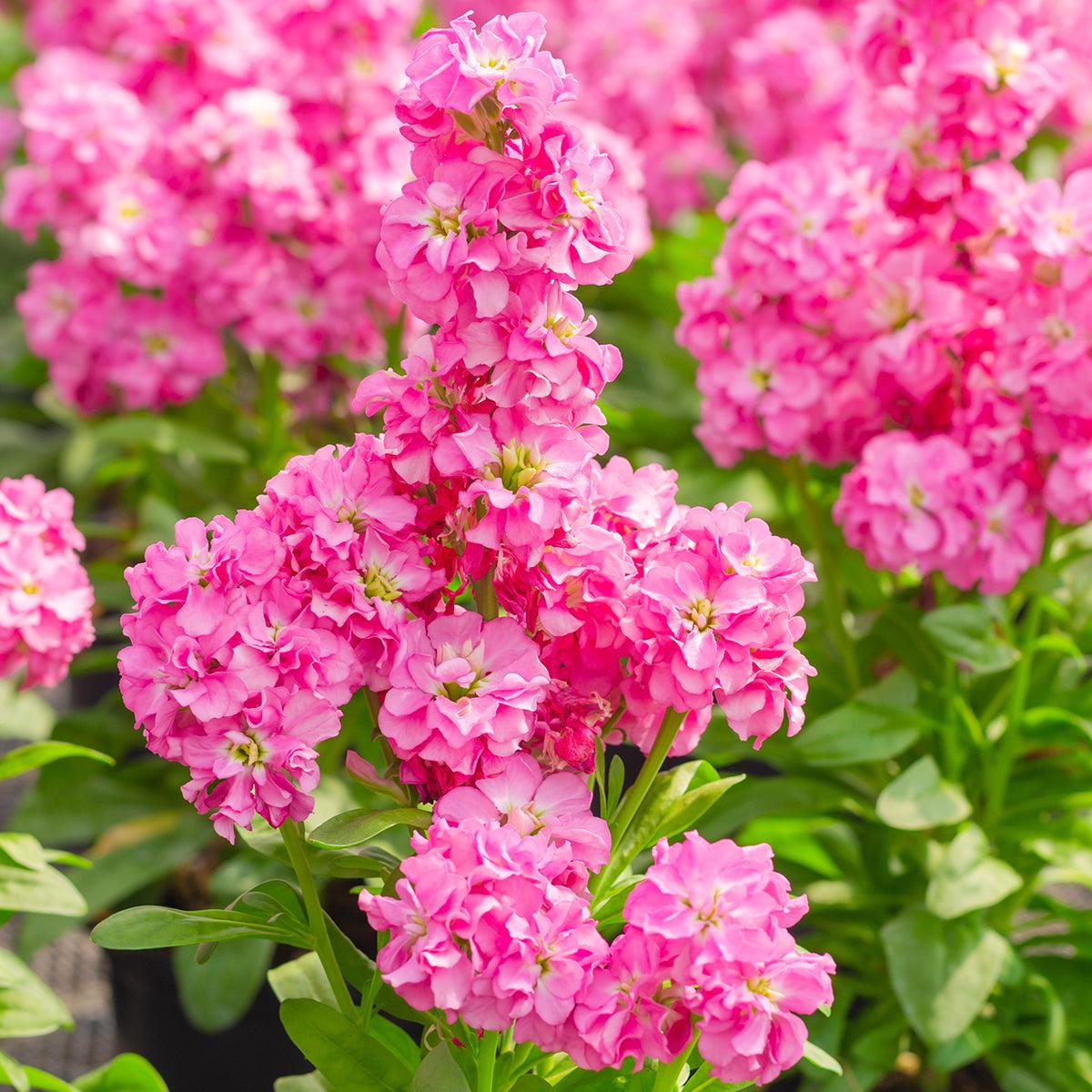 Baby Pink Matthiola Incana Seeds Flower seeds for Planting Premium Quality Heirloom & GMO Free Seeds for Home Garden