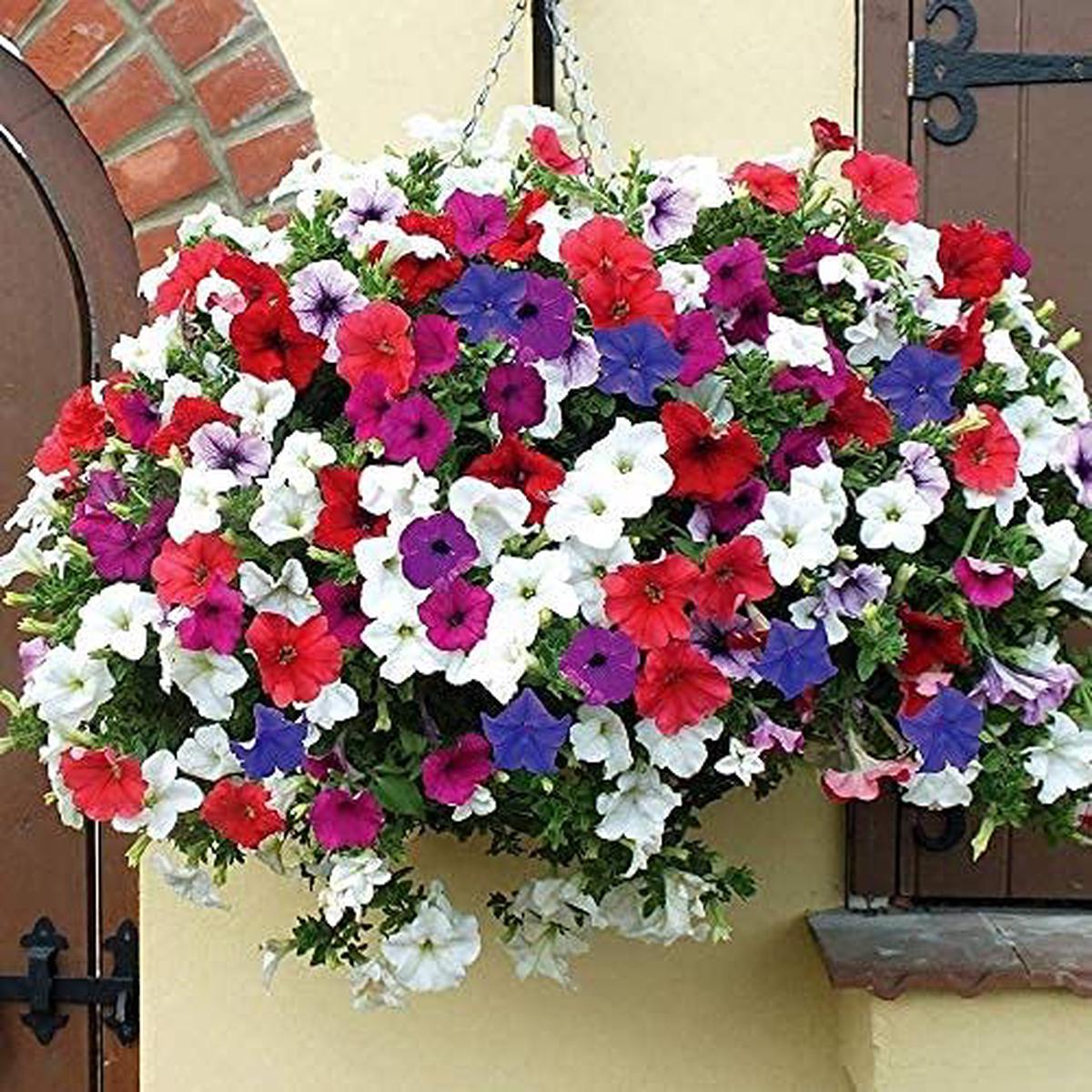 Blue & Red Hanging Petunia Flower Seeds for Planting Heirloom Non-GMO High Germination Organic Garden Seeds