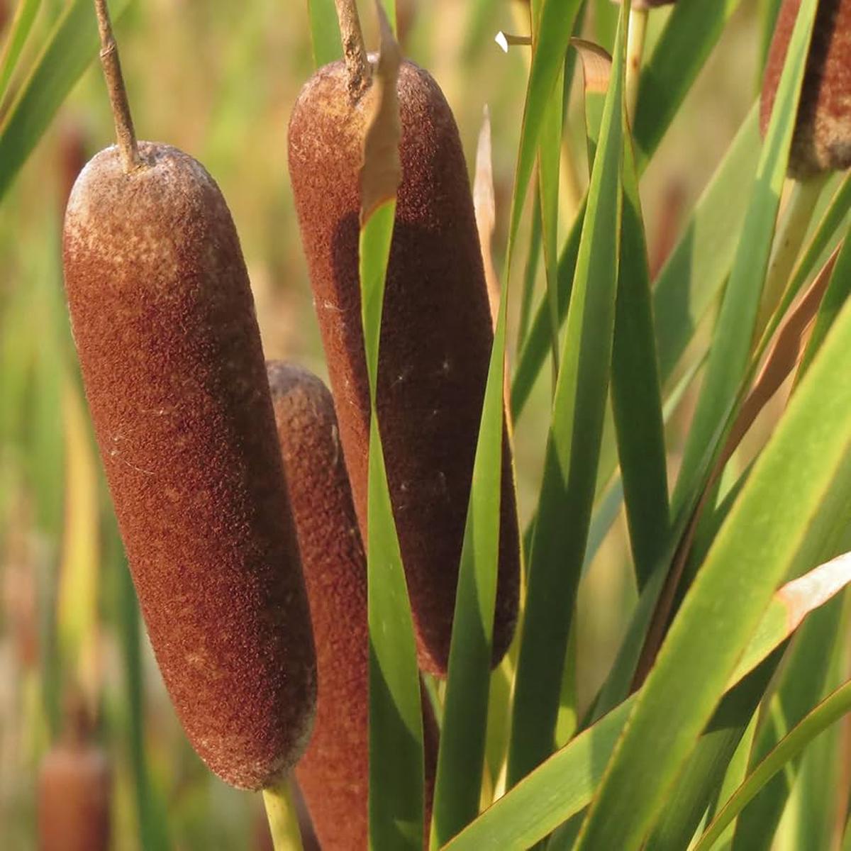 Cattails Seeds for Planting Organic, Heirloom, Non-GMO Aquatic Flower Seeds