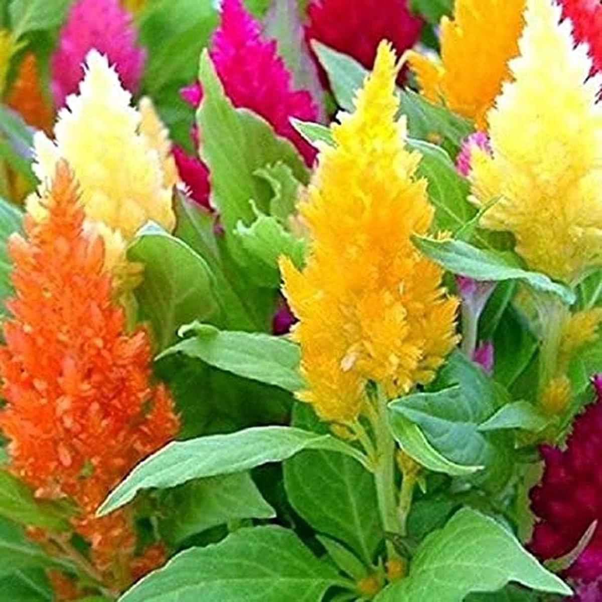 Celosia Flower Seeds for Planting for Bonsai or Garden