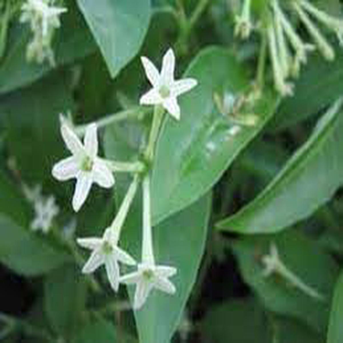 Cestrum Seeds for Planting Organic Heirloom Non-GMO Night Blooming Flower Seeds with High Germination for Evening Gardens