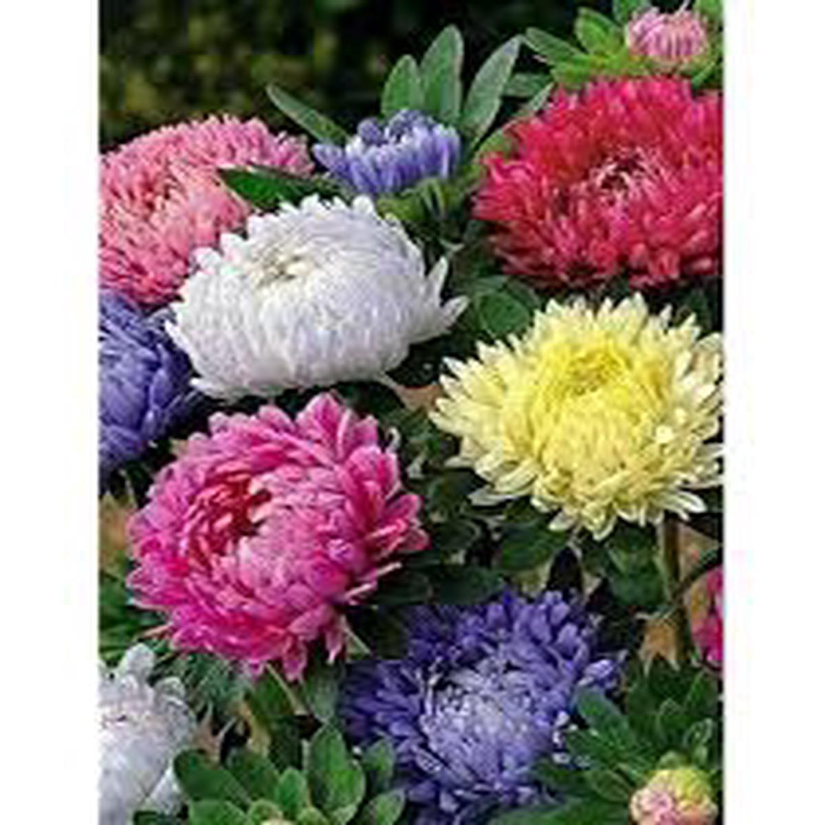 Chrysanthemum Perennial Flower Seeds Heirloom, Non-GMO, Shade-Tolerant Organic Garden Seeds