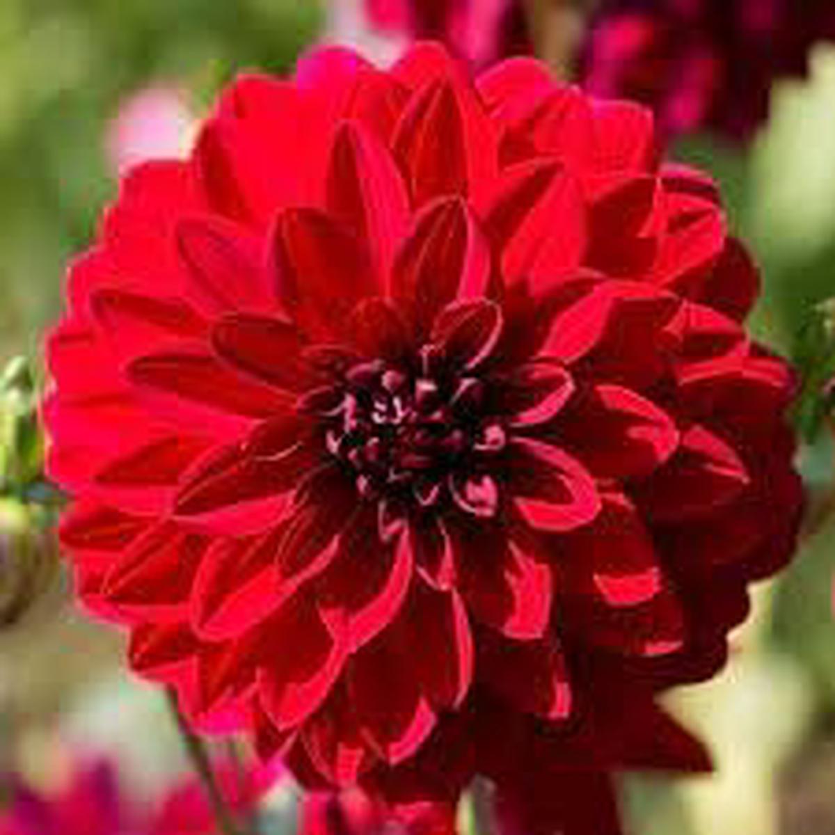 Dahlia Flower Seeds for Planting  Sun Loving, Heirloom, Non-GMO, High Germination Garden Seeds