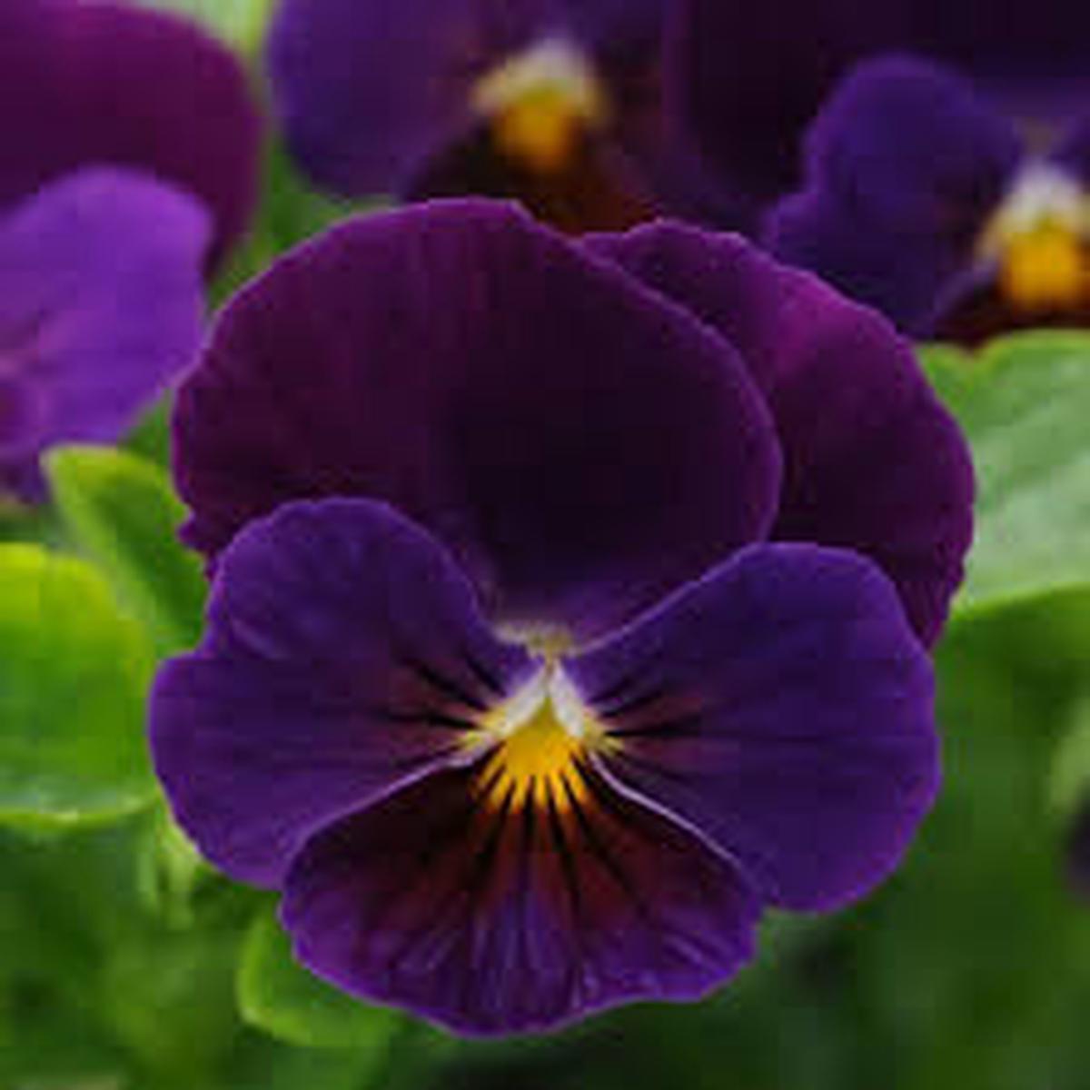 Dark Violet Pansy Flower Seeds for Planting – Heirloom, Non-GMO, High Germination Organic Garden Seeds