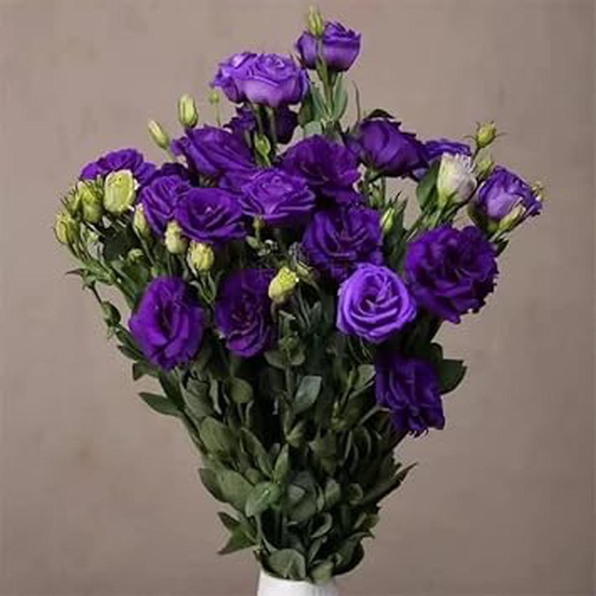 Deep Blue Eustoma (Lisianthus) Flower Seeds for Planting – Heirloom, NON-GMO, Easy to Grow