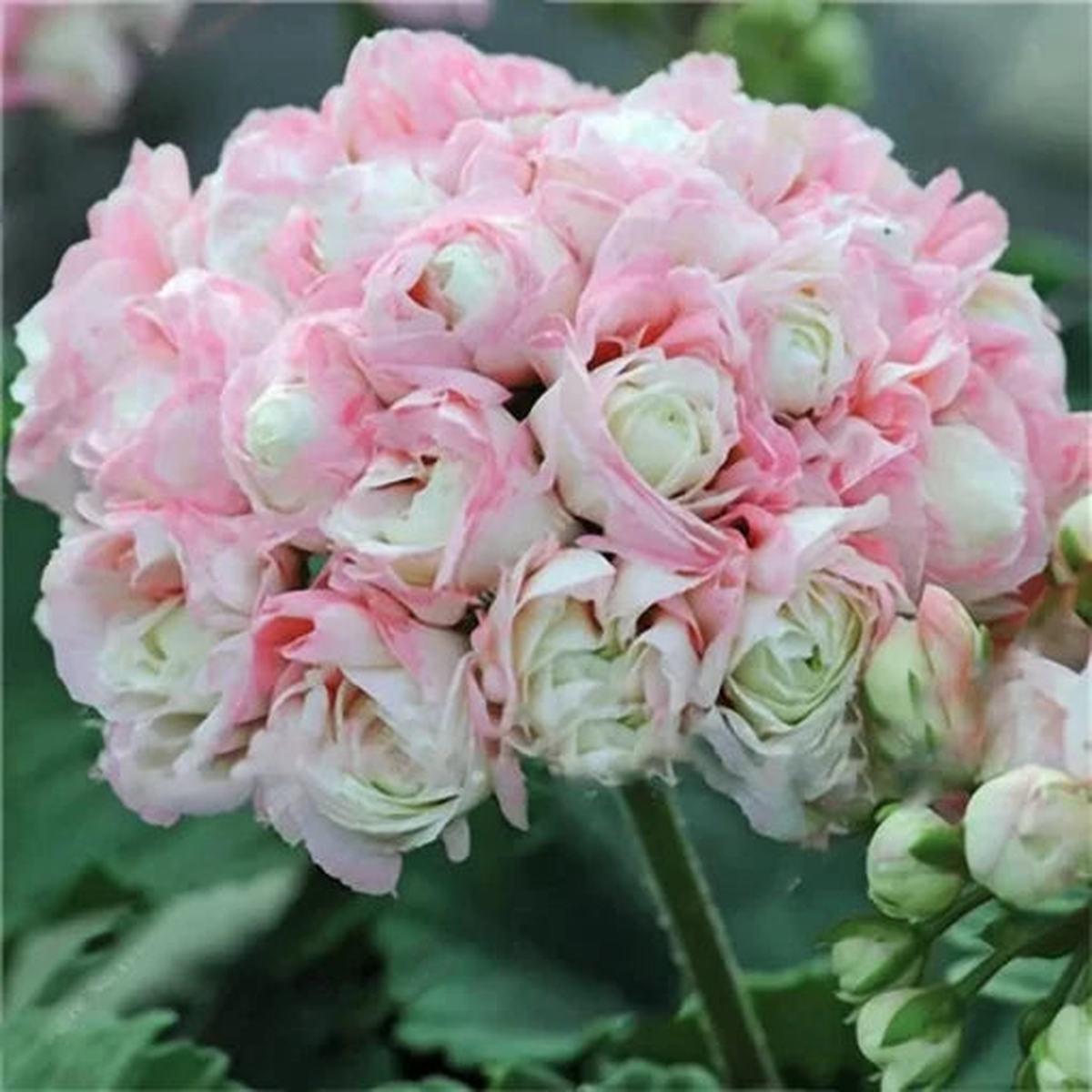Geranium Garden Seeds | Rare Outdoor Perennial Flower  Heirloom, Non-GMO, High Germination Organic Garden Seeds