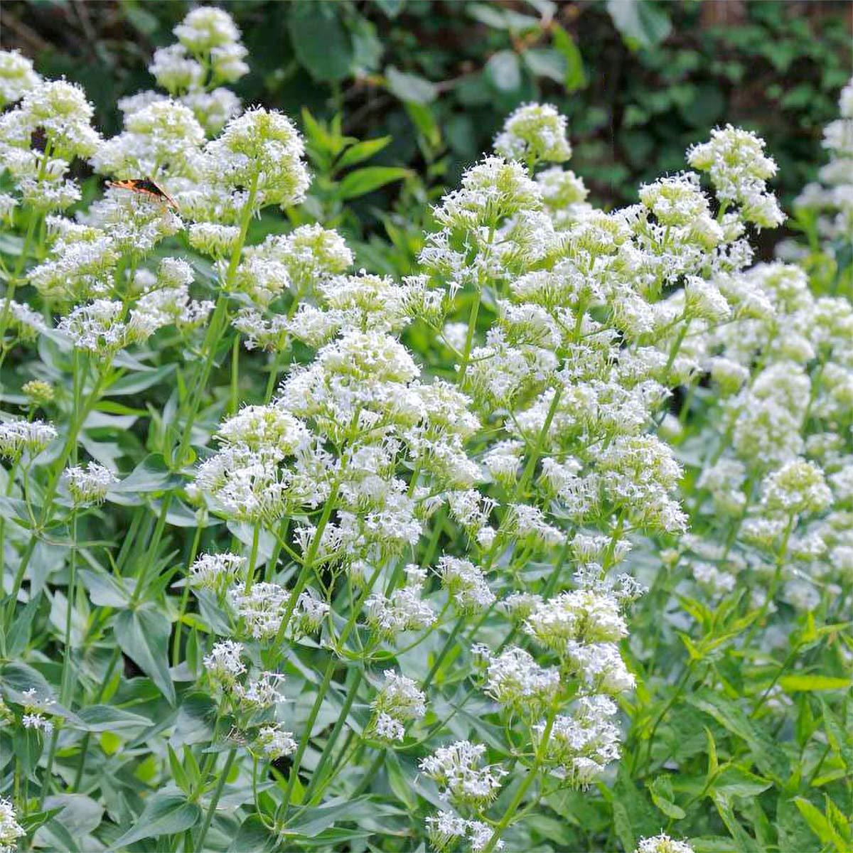 Heirloom Centranthus Ruber Albus Flower Seeds  Non-GMO Seeds for Fragrant Garden Planting, High Germination