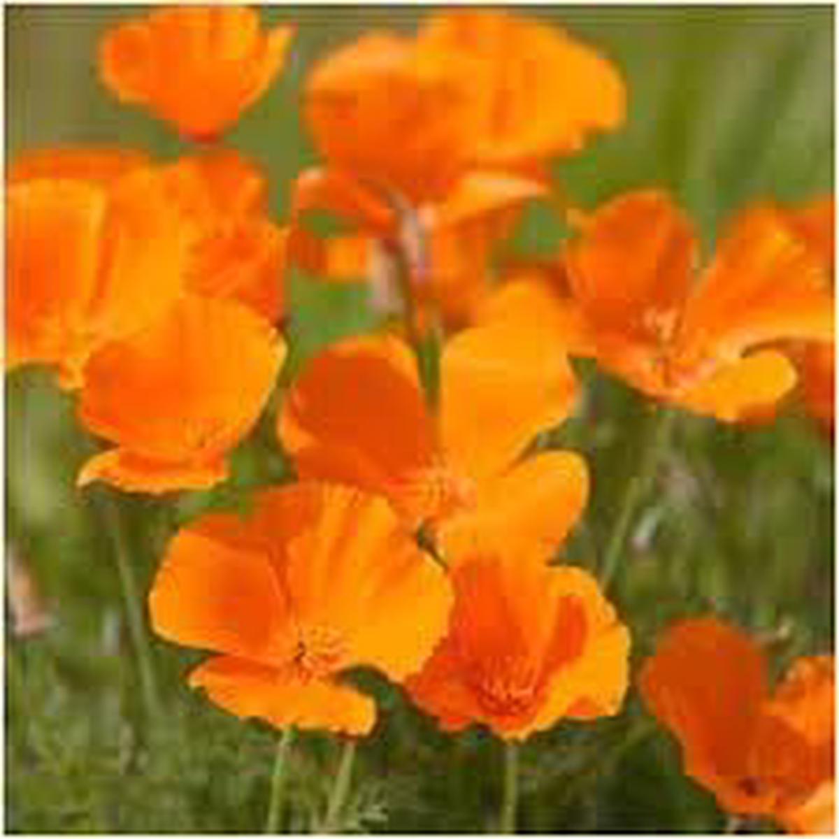 Heirloom Non-GMO Californica Flower Seeds for Planting  Vibrant Native Blooms for Pollinator Gardens