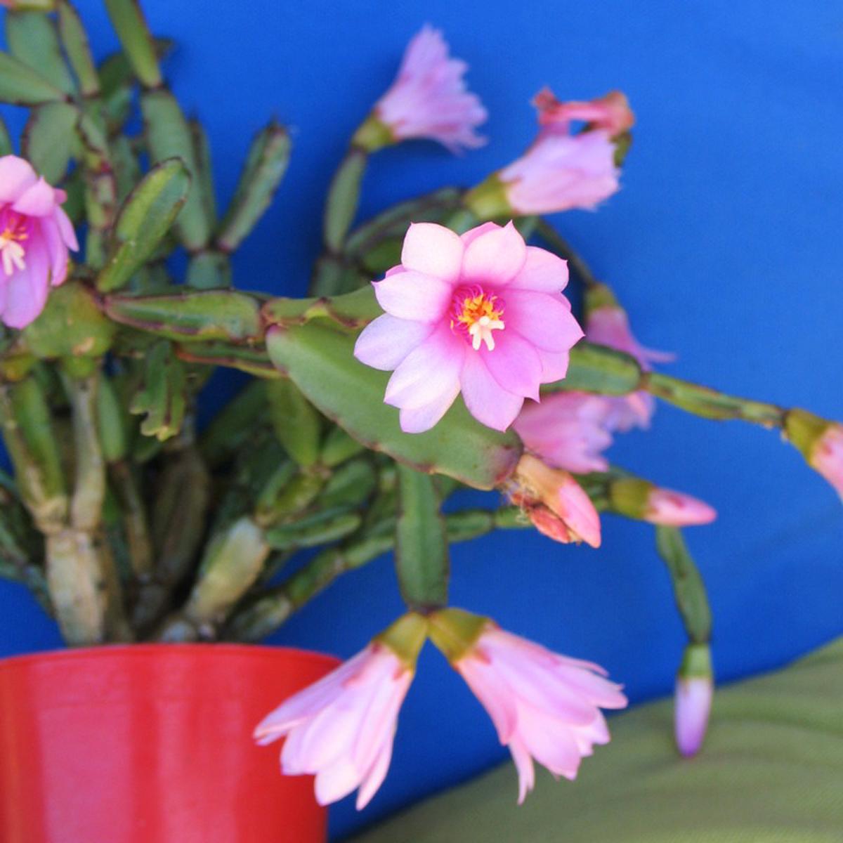 Heirloom Non-GMO Hatiora Flower Seeds for Garden Planting Unique Cactus Blooms for Indoors or Outdoors