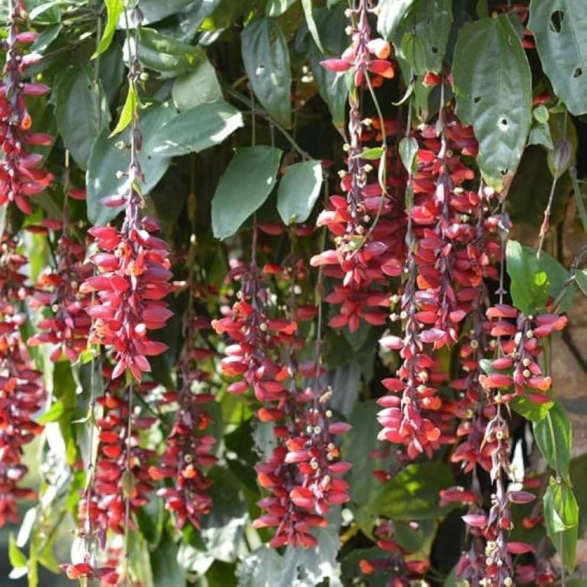 Heirloom Non-GMO Thunbergia Coccinea Flower Seeds for Planting  Tropical Climbing Garden Blooms