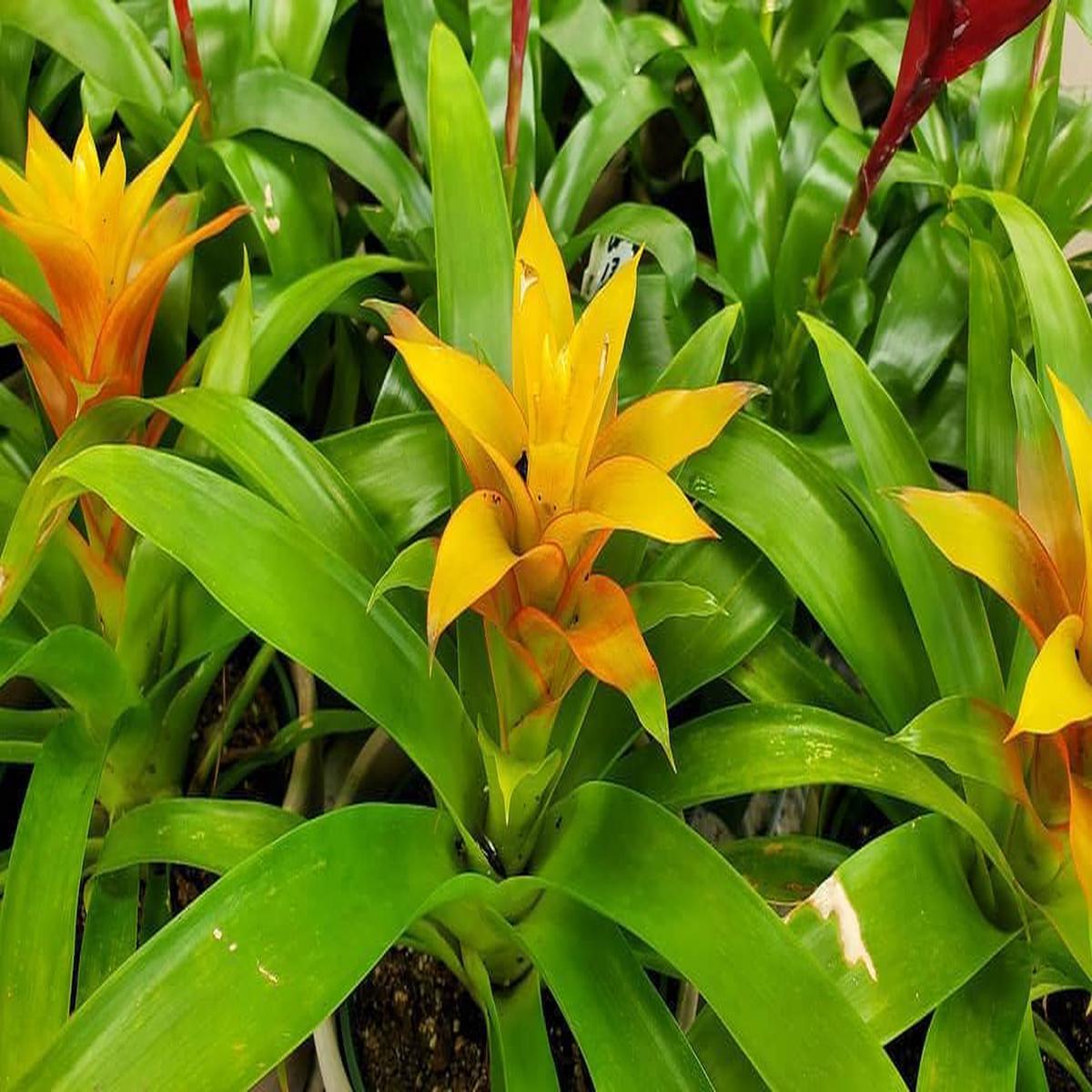 Heirloom Non-GMO Vibrant Turquoise Flower Seeds for Planting  Rare Colorful Garden Blooms, High Germination