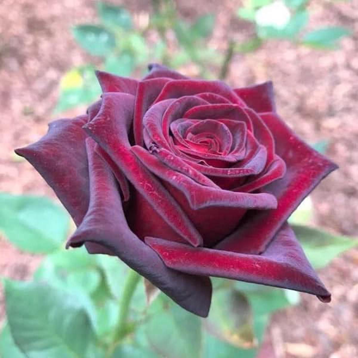Hybrid Tea Rose Flower Seeds for Planting, Ornamental collections for your Gardening Maintenance