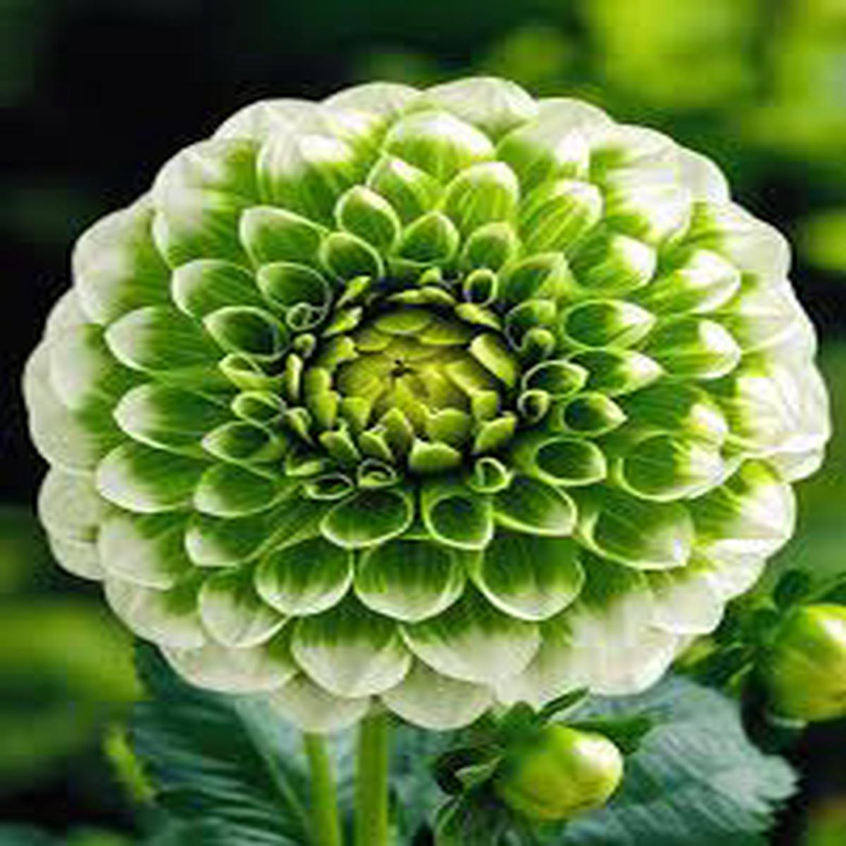 Light Green Dahlia Flower Seeds for Planting  Heirloom Non-GMO High Germination Organic Garden Seeds