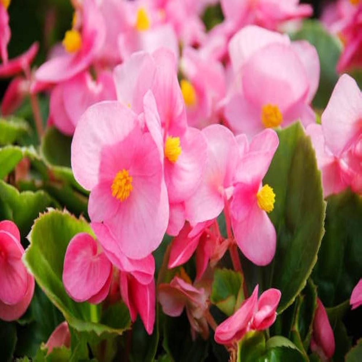 Light Pink Begonia Flower seeds for Planting – Easy to Grow, Heirloom & GMO Free Seeds for Home Garden