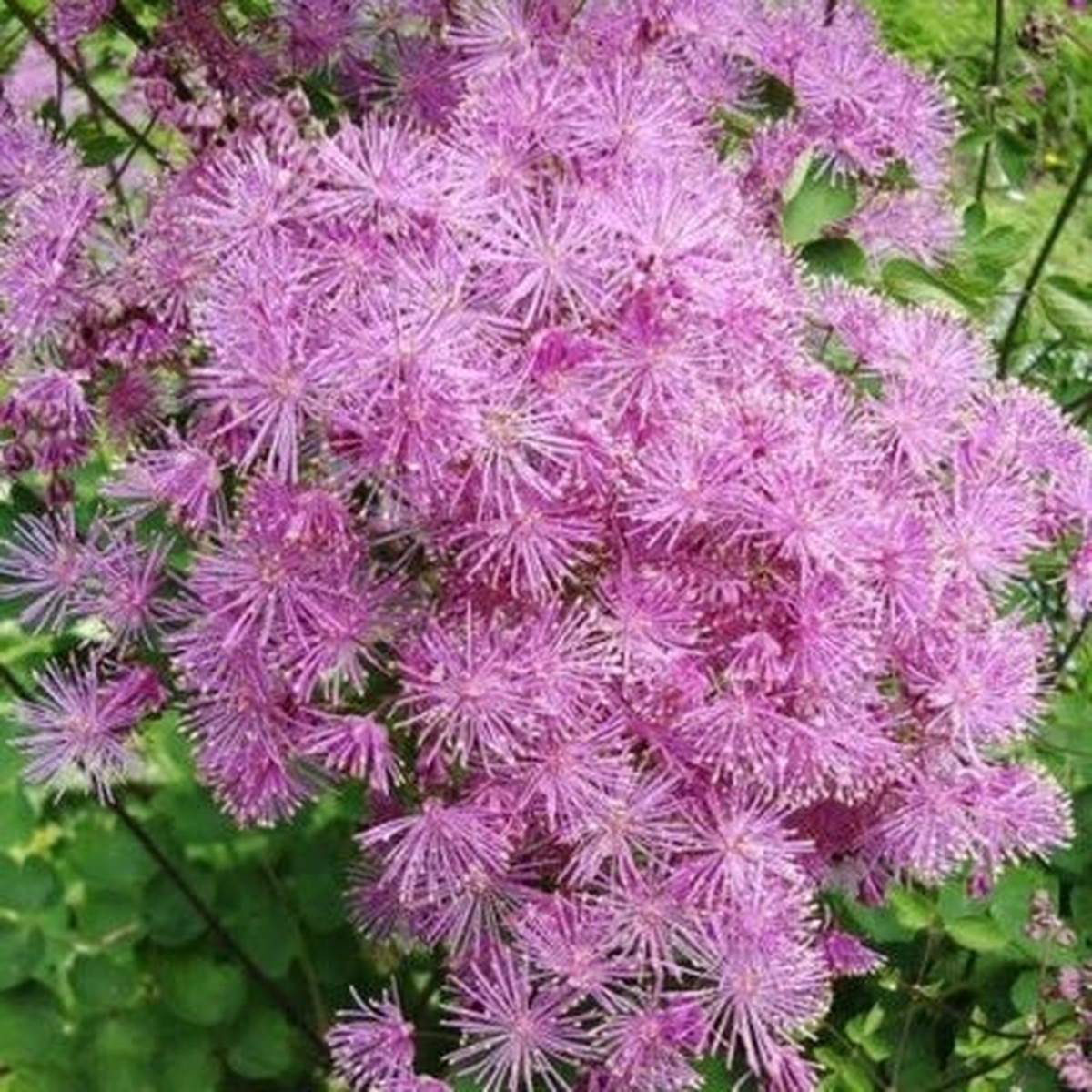 Meadow Shade Rue Perennial Graceful Airy Flowers Olumbines Like Foliage  Heirloom, Non-GMO